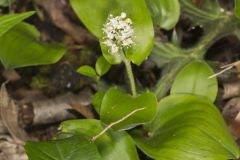 Canada Mayflower, Maianthemum canadense