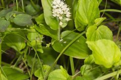 Canada Mayflower, Maianthemum canadense Canada Mayflower, Maianthemum canadense