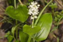 Canada Mayflower, Maianthemum canadense Canada Mayflower, Maianthemum canadense