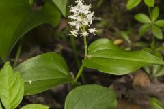 Canada Mayflower, Maianthemum canadense Canada Mayflower, Maianthemum canadense