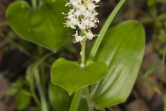 Canada Mayflower, Maianthemum canadense Canada Mayflower, Maianthemum canadense