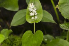 Canada Mayflower, Maianthemum canadense Canada Mayflower, Maianthemum canadense