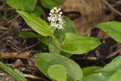 Canada Mayflower, Maianthemum canadense Canada Mayflower, Maianthemum canadense
