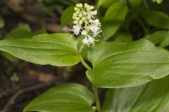 Canada Mayflower, Maianthemum canadense Canada Mayflower, Maianthemum canadense