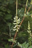 Canada Milk Vetch, Astragalus canadensis
