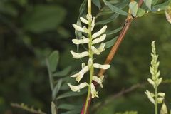 Canada Milk Vetch