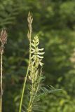 Canada Milk Vetch, Astragalus canadensis