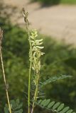 Canada Milk Vetch, Astragalus canadensis