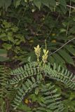 Canada Milk Vetch, Astragalus canadensis