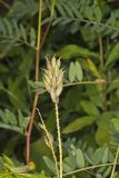 Canada Milk Vetch, Astragalus canadensis