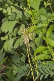Canada Milk Vetch, Astragalus canadensis