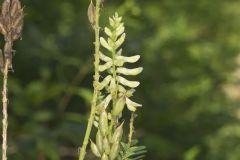 Canada Milk Vetch, Astragalus canadensis