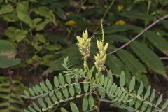Canada Milk Vetch, Astragalus canadensis