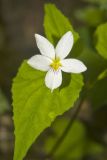Canada Violet, Viola canadensis