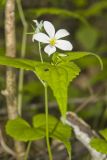 Canada Violet, Viola canadensis