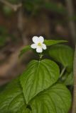 Canada Violet, Viola canadensis