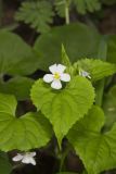 Canada Violet, Viola canadensis