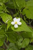 Canada Violet, Viola canadensis