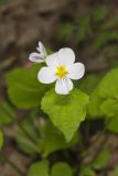 Canada Violet, Viola canadensis