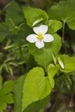 Canada Violet, Viola canadensis