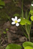 Canada Violet, Viola canadensis