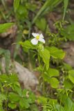 Canada Violet, Viola canadensis