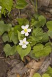 Canada Violet, Viola canadensis