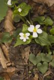 Canada Violet, Viola canadensis