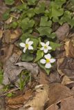 Canada Violet, Viola canadensis