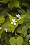 Canada Violet, Viola canadensis