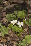 Canada Violet, Viola canadensis