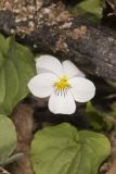 Canada Violet, Viola canadensis