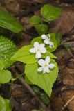 Canada Violet, Viola canadensis