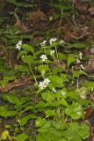 Canada Violet, Viola canadensis