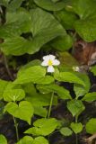 Canada Violet, Viola canadensis