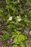 Canada Violet, Viola canadensis