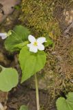 Canada Violet, Viola canadensis