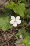 Canada Violet, Viola canadensis