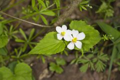 Canada Violet, Viola canadensis