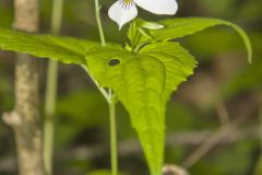 Canada Violet, Viola canadensis