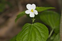 Canada Violet, Viola canadensis