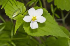 Canada Violet, Viola canadensis