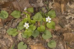 Canada Violet, Viola canadensis