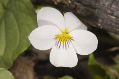 Canada Violet, Viola canadensis