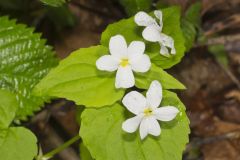 Canada Violet, Viola canadensis