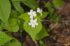 Canada Violet, Viola canadensis