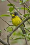 Canada Warbler, Cardellina canadensis