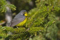 Canada Warbler, Cardellina canadensis