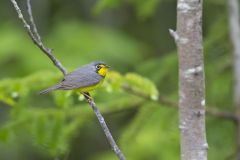 Canada Warbler, Cardellina canadensis