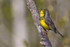 Canada Warbler, Cardellina canadensis